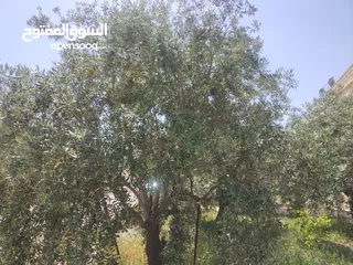  9 بيت طابقين للبيع
