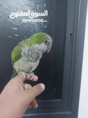  5 ببغاء كويكر