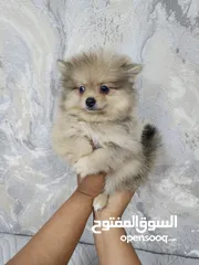  8 Mini Pomeranian puppies