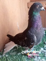  21 حمام للبيع