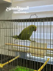  2 ذكر دره جاهز