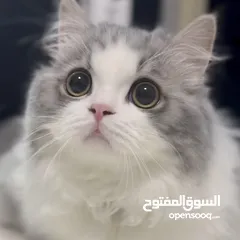  5 قطة نوع مينويت للبيع