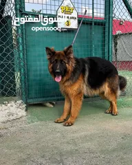  9 كلاب جيرمن شيبرد وجولدن ريتريفر مدربين وغير مدربين