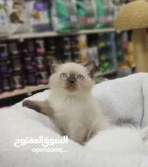  3 قطط سكوتش فولد وستريت اناث وذكور 60 يوم