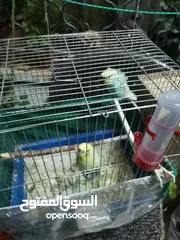  1 كوم عصافير للبيع