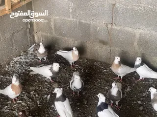  6 مطوق إيراني