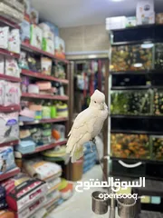  10 كوكاتو غوفن سوبر جامبو ررراقص أليف جدا تم تنزيل السعر لل370 وتمديد العرض  لاول ايام العيد تابع الوصف