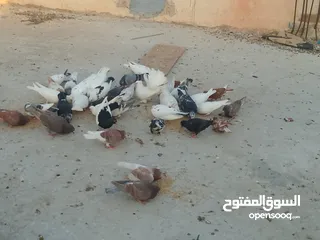  2 حمام للبيع في الزرقاء العالوك بجانب بقالة الصقر التواصل عبر الواتس اب