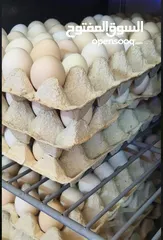  1 للبيع بيض عماني مخصب صالح للتفقيس والاكل تجميع كل يوم