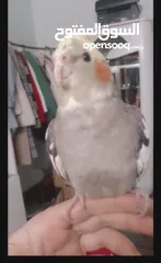  1 عصافير كوكتيل للبيع