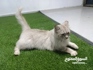  2 قط شيرازي سبيري