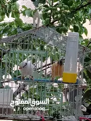  6 طيور كناري