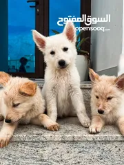  1 White German Shepherd Puppies جراوي جيرمن ابيض