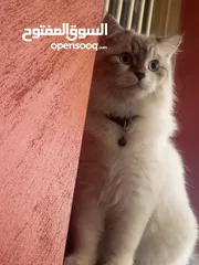  2 قط ذكر العمر 10 شهور هملايا شوكلت