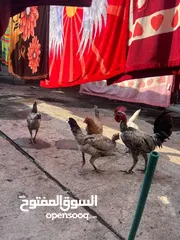  4 دجاج عرب للبيع