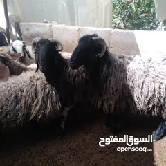  2 كبشين للبيع و قرقوره