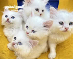  1 بيع قطط ذكر وانثى