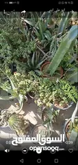  7 نباتات منزلية