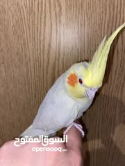  3 زوج كوكتيل اليفات و شغالات