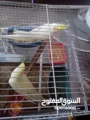  3 جوز كوكتيل لاتينو منتج اهالي فراخ تحتو 5 بيضات ولسى ما كمل بيض