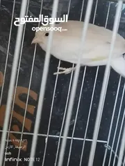  1 طيره كنار ابيض للبيع اقرا الوصف