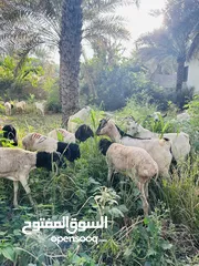  2 أغنام (تيوس وكباش) صومالية مطعومة