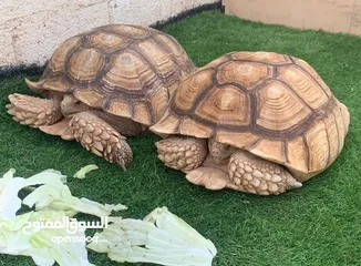  1 سلاحف سولكاتا عملاقة حجم فوق 50 سم  Giant Sulcata turtles +50 Cm