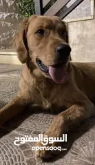  2 للبيع كلب جولدن ريتريفر Golden Retriever