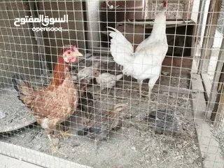  1 دجاجة عرب مع خمسة افراخ