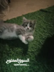  3 هملايا وسكوتش العمر شهرين