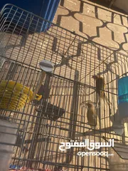 5 جوز كنار اهالي فراخ اقراء الوصف