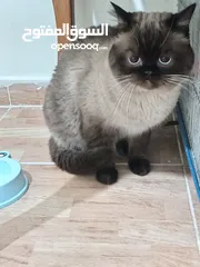  3 كتن كتنز بيبي  قطه شيرازي و قط شنشيلا ابيض ناصع و عيون زرق و قط و قطه يا   شبه تبني للتبني بسعر رمزي