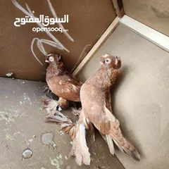  2 متاح جواز ازبك بزره الماني