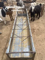  1 ‏يوجد لدينا جديان لحم