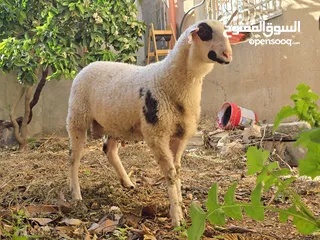  5 خروف نخب النخب