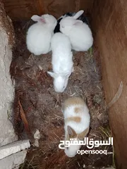 5 ارانب الطاف وكيوت