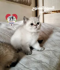  6 بنت بريتش و ذكر سكوتش Scottish Fold