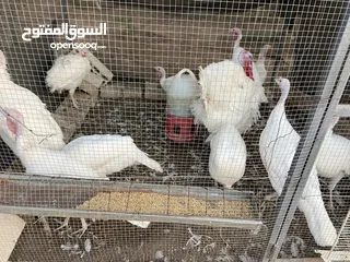  1 إناثي حبش عمر 7اشهرلون ابيض