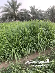  4 جت عماني للبيع