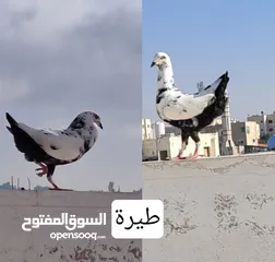  2 طواير وفحول ( طيور زق )