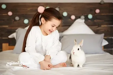  15 ارنب  ارنوب  فرنسي ابيض صغير نظيف
