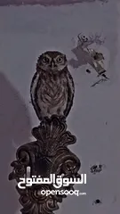  3 بوم قزم شغال