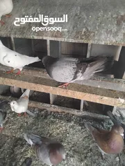  1 حمام حجم كبير للبيع عدد. 14