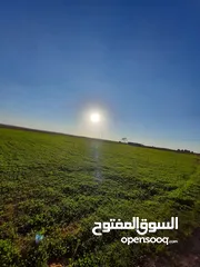  1 ارض مميزه جدا للبيع في البحر الميت