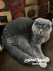  1 قط لبيع ذكر معقم  العمر 3سنوات................