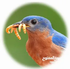  12 دود قبابي /ميل ورم /Mealworm