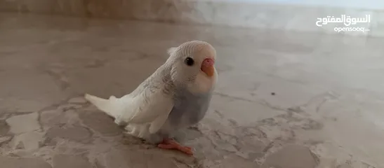  3 طيور حب نوعيه ممتازه