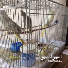  5 عصافير كوكتيل .أليف