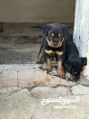  4 جراو روت وايلر مستوى عالي جداً للبيع