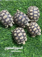  4 سلاحف بريه